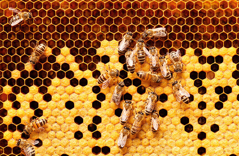 Jesienne dokarmianie pszczół