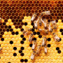 Jesienne dokarmianie pszczół